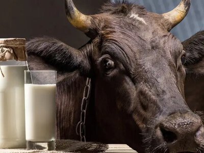 Молочні ферми на межі закриття: виробники попереджають про найглибшу кризу за останні роки