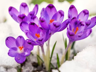 Чи ранньою буде весна 2026 року: синоптики оновили прогноз погоди