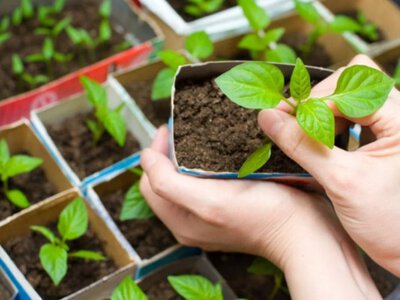 Перша розсада у лютому: що посіяти, щоб отримати гарний урожай