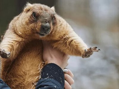 Коли цього року настане весна: бабак Тимко зробив прогноз