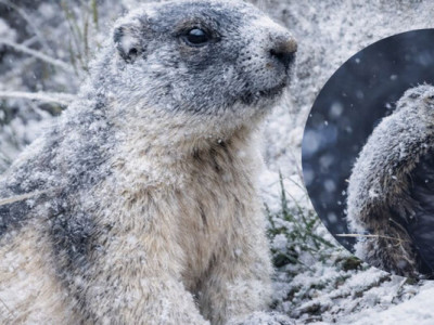 Ховайте кеди назад: бабак Тимко IV побачив тінь та напророкував, коли закінчиться зима