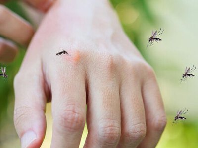 Комарі переносять ДНК тварин: дослідження наблизило ідею «Парку Юрського періоду»