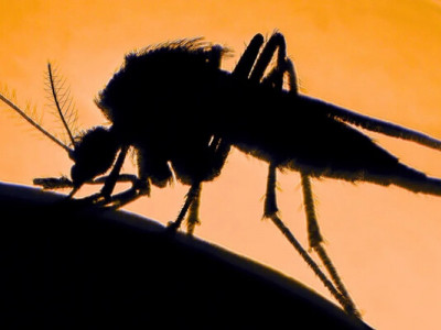 «Парк Юрського періоду» мав рацію, комарі справді можуть переносити ДНК тварин