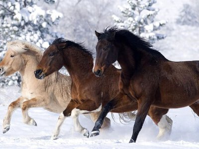 19 собак, 2 коней та 2 котів: як родина з Запоріжжя рятувалася від війни