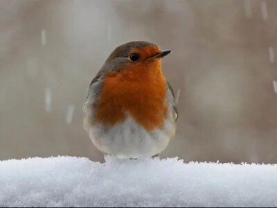 До України йде довгоочікуване потепління, але є нюанс
