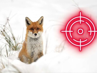 Не полювання, а регулювання: кому і яких тварин дозволили відстрілювати під час війни