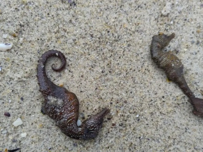 Що знищило морських коників в Одесі