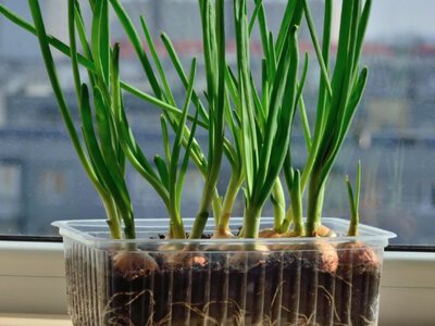 Як виростити соковиту зелень на підвіконні
