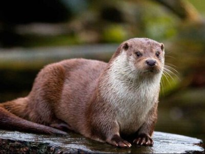 Господиня чистих річок: як живуть річкові видри в Україні