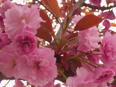 Фестиваль сакури в Японії згорнули через нестерпну поведінку туристів