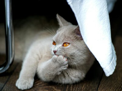 5 найбільш незалежних порід котів: поради ветеринарів