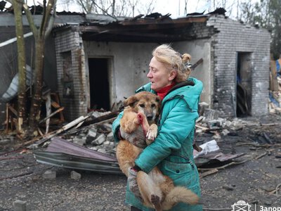 У Запоріжжі внаслідок російського обстрілу пошкоджений собачий притулок, постраждало багато тварин