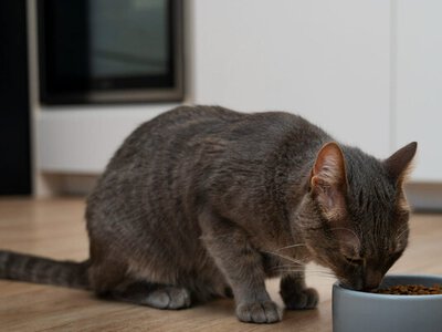 Чому тварина відмовляється від нового корму і що з цим робити