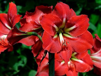 Амариліс може перестати рости через полив: як правильно доглядати за квіткою