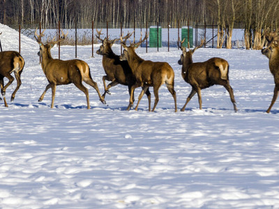 Усиновлення оленів і ДНК-селекція: як відомий юрист розвиває екопарк «На рогах»