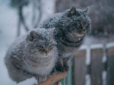 У Карпатах - лавини, в містах - ожеледь: прогноз погоди в Україні на неділю