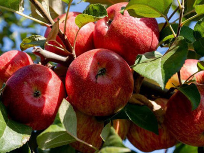 Україна входить до 15 найбільших виробників яблук