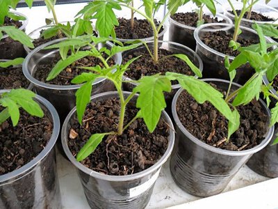 Чому не варто сіяти помідори на розсаду у лютому: аргументи, які ігнорують, а потім шкодують