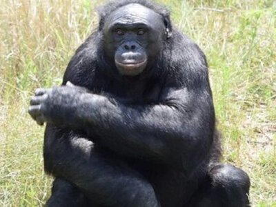 Мавпа Канзі розпізнала уявні предмети: досі вважали, що так можуть лише люди