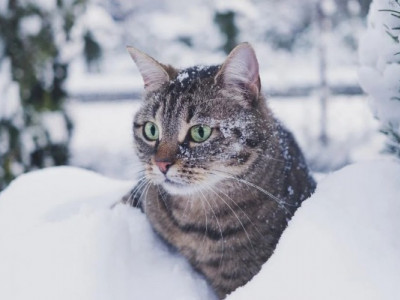 В Україні очікують арктичні морози та коротку відлигу: чіткий прогноз