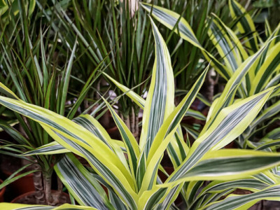 Щучий хвіст, бамбук щастя та ще дві росини, які майже не потребують догляду