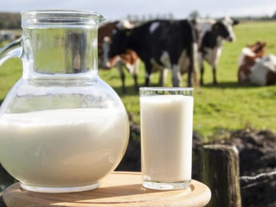 Крах молочної галузі: закупівельні ціни можуть впасти до 13,5 грн — ферми на межі закриття!