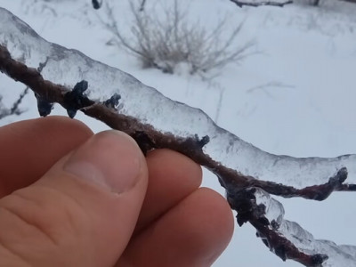 Обледеніння гілок плодових дерев: науковець пояснив, що насправді загрожує врожаю