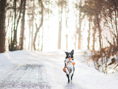 Як захистити тварин від холоду, якщо в домі немає опалення: рекомендації ветеринарної дерматологині