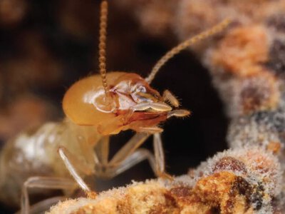 Чому перехід термітів до моногамії вплинув на їхню сперму, геном і формування колоній?