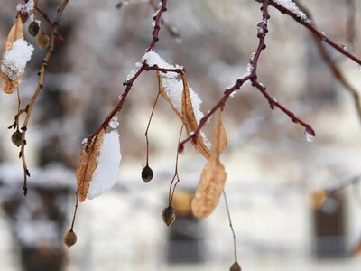 Весна скасовується? Укргідрометцентр попередив про температурні гойдалки: від відлиги до нових морозів 