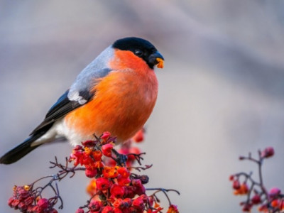 Пік аномального холоду в Україні пройдено, - синоптик дала прогноз