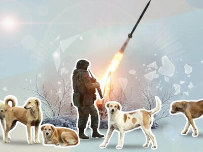 Вчені: війна в Україні запустила зворотну еволюцію собак