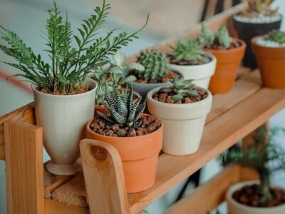 Не просто подарунок: що приховують кімнатні рослини за повір’ями