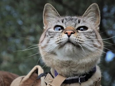 Коти на повідках у дворі: в Одесі відкрили кримінальну справу