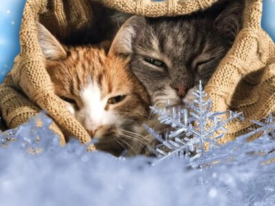 За крок від весни: коли прийде довгоочікуване потепління