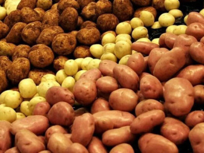 Найкращі сорти картоплі в Україні: смачні, врожайні та стійкі до хвороб