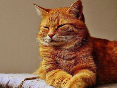 Вірний кіт втік від своїх нових власників і 1,5 місяці добирався до колишніх