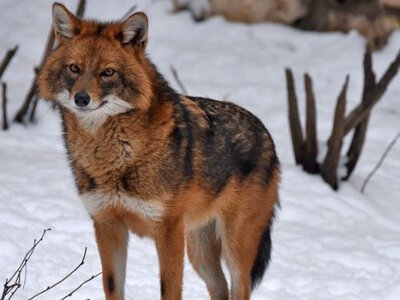 Українці скаржаться на нашестя шакалів: науковець пояснив причини аномалії