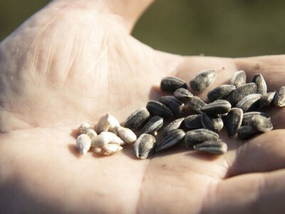 Українська кукурудза перехоплює попит на тлі погодних ризиків у Південній Америці