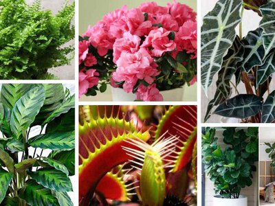 Кімнатні рослини, які краще не купувати (і якими їх замінити) 