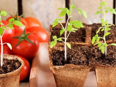 Щедрий врожай! Кращі дні у лютому 2026 для посіву розсади