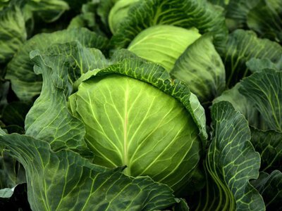 Поради для справжніх господинь: чому стара капуста зараз краща за молоду імпортну