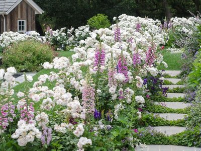 П'ять старомодних квітів, які знову в тренді 2026 року 