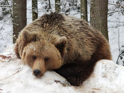У Карпатах прокинулись ведмеді? Туристи у небезпеці (відео)