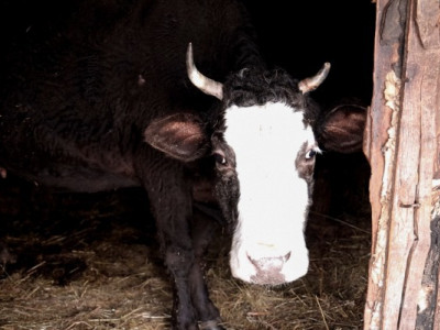 15 корів на одну родину: будні сільського життя в Кучинівці (Фото)