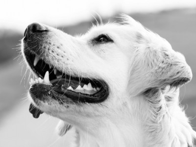 У Сан-Паулу ухвалили закон, що визнає емоційний зв’язок між людьми та собаками