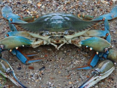 У Нацпарку Одеської області знайдено екзотичні блакитні краби (відео)