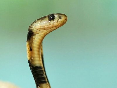 Змія в Ужгороді: лютневе пробудження «господаря землі» несе тривожне пророцтво