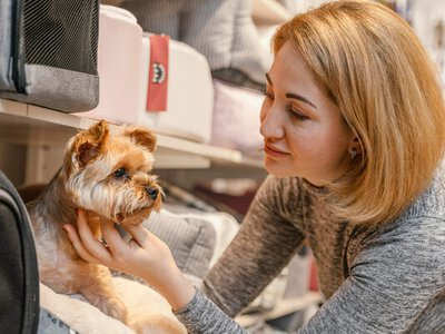 Графік годування тварин: як навести порядок у мисці й у домі