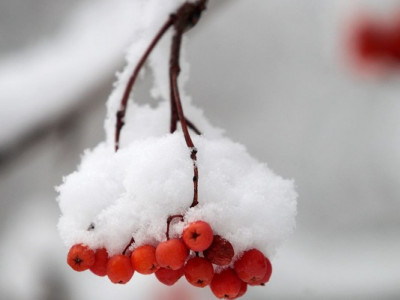 Сніг чи дощ? Погодна плутанина триматиме в напрузі українців кілька днів